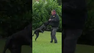 Rookie Takes His First Dog Bite From a 130-Lb Cane Corso