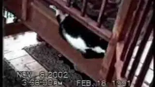 funny cats