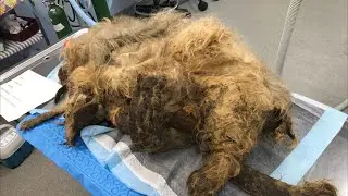 People could not believe that there was a living being hidden in this ball of wool
