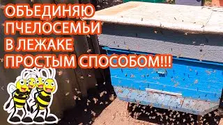 ОБЪЕДИНЯЮ ПЧЕЛОСЕМЬИ В ЛЕЖАКЕ ПРОСТЫМ СПОСОБОМ!!!