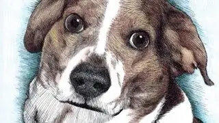 Time Lapse Drawing Of A Beagle