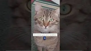 #youtube #cat #ukraine #cute #влог #catlover #funny #кіт #animals #чемнийкіт