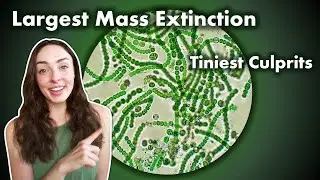 The Time Bacteria Caused The Largest Extinction Event Ever! GEO GIRL