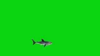 shark fish walk green screen background video #shark #fish HD FHD video 03