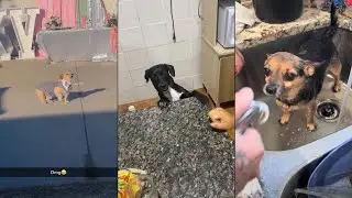 Dogs Doing Funny Things 😂 Best of July 2024