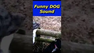 Dog Squeal , Excited dog sound