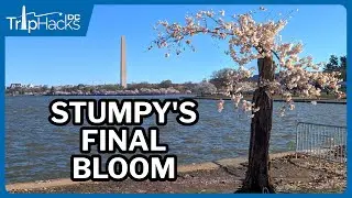 Washington DC Cherry Blossom 2024 Virtual Tour 🌸 4K Narrated