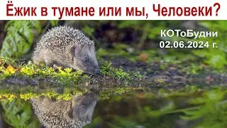 Спасаем колючих младенцев и ... душу свою или КОТоБудни от 2 июня 2024 г.