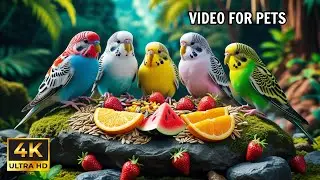 Cat TV for Cats : Birds & Squirrels for Daily Playtime Fun 🕊️🐿️ 4K HDR