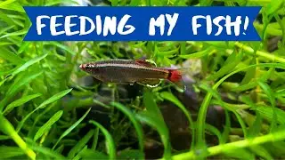 Feeding all of my fish!