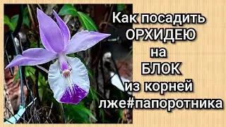 ОРХИДЕИ не капризные, а легко цветущие и растущие. Как посадить орхидею на блок. Орхидея Barkeria