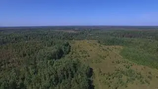 Грибная полянка Торгили 20180822