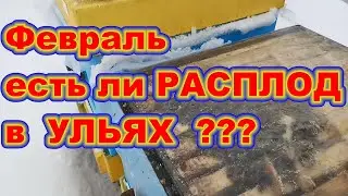 ФЕВРАЛЬ есть ли РАСПЛОД в УЛЬЯХ ! Зимний расплод пчёл в ульях из ППС и ППУ ! Зимовка пчёл на сетке !