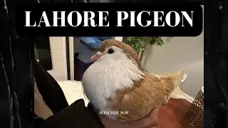 World's most beautiful pigeon | Lahore Fancy Pigeon