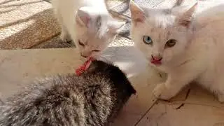 Два белые кошки брошенные Хозяевами
