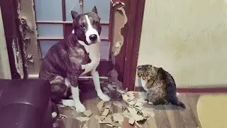 😺Double Troublemaking! 🐶 Funny Videos with Cats and Dogs 😺🐶
