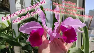 Каттлея с красивой родословной L. purpurata coerulea var. striata x (Cattleya rex x warscewiczii)