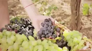 Семейная винодельня 