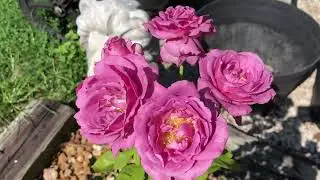 Sugar Plum Rose