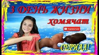Сериал ТРЕТИЙ ДЕНЬ жизни ХОМЯЧАТ / Сирийский хомяк КАК УХАЖИВАТЬ / HOW TO CARE FOR A HAMSTER