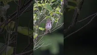 Photographing a Bird testing the Sigma 60-600 Sony a7iv