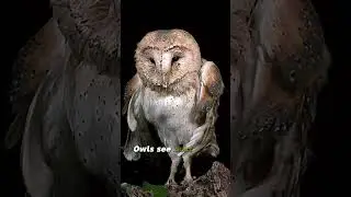 Poem Time for Kids Owls from ‘Funky the Green Teddy Bear’ 