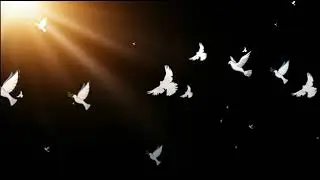 Футаж романтика белые голуби летящие на свет /Footage romance white doves flying into the light