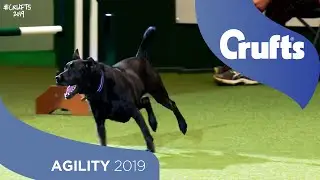 We Got a Runner! Rescue Dog Agility | Crufts 2019