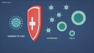 Explaining the COVID variants