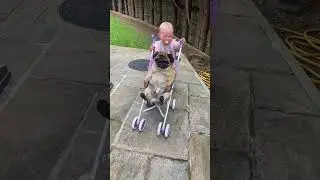 👸🐶Precious Pug Gets the Princess Treatment | FUNNIEST Pets of the Month