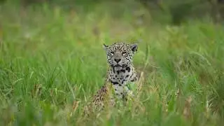 Mom with her cubs in the Brazilian Pantanal!