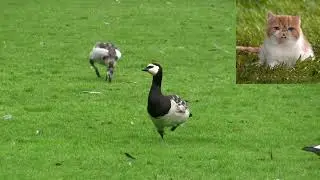 Белощекая казарка   Branta leucopsis