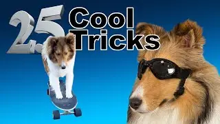 25 Cool Tricks for Any Dog! 🐶🥰 Cricket 
