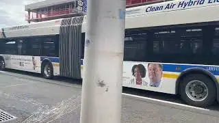 Beeline Buses in White Plains, New York 2023 (Close to New York City!)