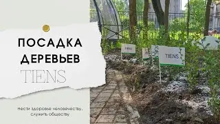 День любящего сердца. Посадка деревьев.