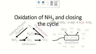 Nitrogen Topic 5 - Other nitrogen cycle pathways