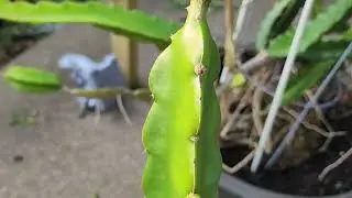 Dragon Fruit Flower Bud - 6 days