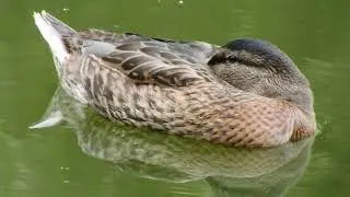 Утки спят прямо на воде