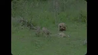 Wolverine FIGHTS Pack of Wolves OVER PREY