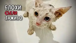 Подобрали котенка которого съедали блохи