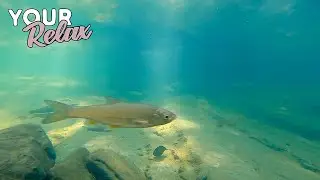 Soothing floating fish. Relaxing sounds of a mountain river underwater.