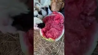 Guinea pigs eating a watermelon