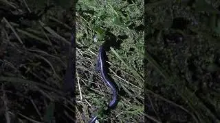 Mud Snake Disappears Into Murky Swamp