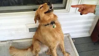 These Golden Retrievers will make you LAUGH ALL DAY LONG 🤣