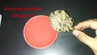Tanaman Yang Mekar Ketika di Rendam Air
