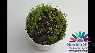 How to grow cress seeds in soil