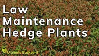 The Best Low Maintenance Hedge Plants in Australia