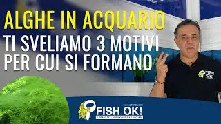 Alghe in Acquario, ti sveliamo i 3 motivi per cui si formano  | Pillole di Acquariologia Fish Ok!