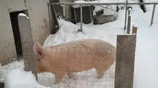 Экстремальные 🥶условия содержания на откорме свиней - РЕЗУЛЬТАТ на удивление👍 🔥