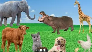 Exploring Familiar Animals, Their Food and Characteristics - Cow, Elephant, Hippopotamus, Dog, Cat